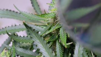 Close up a healthy cannabis flower inclusive with pistil, foliage leaves and mini crystal trichrome, scientist holding a magnifying glass to examine on a laboratory marihuana, future alternative care video