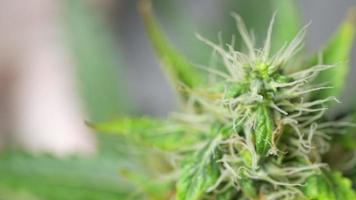 Makroaufnahme auf Cannabis-Oberknospe mit einer Gärtnerhand, die auf dem landwirtschaftlichen Gebiet dahinter arbeitet, organischer Pflanzenanbau für medizinische Behandlungszwecke, die Stadien des Blumenlebenszyklus, nachhaltiger Lebensstil
