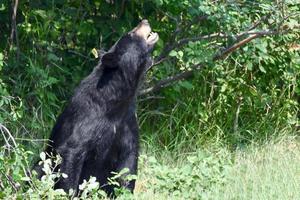 a black bear eating berries from a bush photo