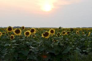 a field of sunflowers on a summer evening