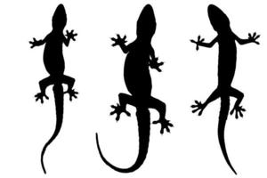 silhouette of lizard isolated on white photo