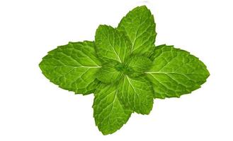 Fresh mint leaves photo