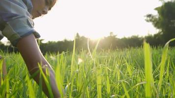 una mano di un lavoratore agricolo femminile tocca un'erba alta verde in un campo di giardinaggio, agricoltore asiatico che usa la raccolta manuale a mano su un raccolto di grano contro una bella luce solare in un cielo limpido