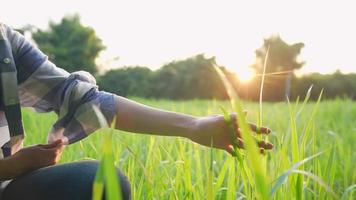 de hand van de vrouwelijke tuinman raakt hoog gras aan en voelt de natuur van het platteland, warm ochtendzonlicht, op het landbouwteeltveld, kalm en ontspannen tijd alleen doorbrengen op de natuurscène in de buitenlucht video