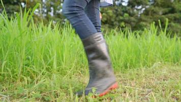 indústria agrícola da ásia, pernas de baixo ângulo de trabalhadora de celeiro feminina inspeciona em campo de grama verde alta durante um dia, agrônomo ativo andando em botas de borracha de lama suja, agricultor inspeciona um trigo video