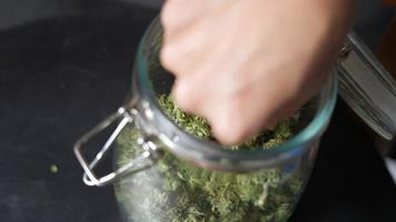 primo piano di una mano umana che raccoglie alcune cime di erbe essiccate all'interno di un barattolo trasparente, processo di essiccazione e cura per la prevenzione della muffa, lunga durata, prodotti fatti in casa a base di cannabis, fitoterapia alternativa video