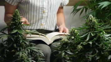 A young botanist sitting among a cannabis plants in laboratory gardening, using finger searching on tropical plant information on textbook page, hands touch on marijuana leaves, lifestyle hobby video