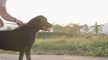 Black Labrador retriever dog standing straight, pet care take a walk at urban road in the afternoon sunset, pet lover and bonding, tapping touch on dog skin, dog training, human and dog friendship video