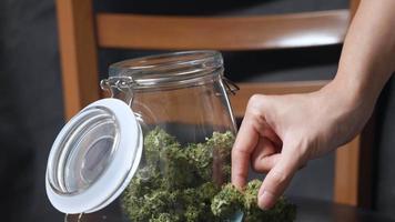 Low angle shot hands strong on a dried cannabis in glass jar, choosing the quality marijuana, thc cbd cannabinoid for alternative medical use, pot grower, curing weed for good smell and taste