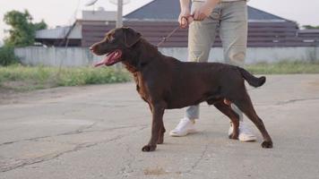 el perro lleva a cabo el mando del dueño, un joven perro de entrenamiento de piel blanca para quedarse quieto de acuerdo con la orden de espera, un perro paseante relajante en la calle del pueblo, un cachorro labrador negro obediente video