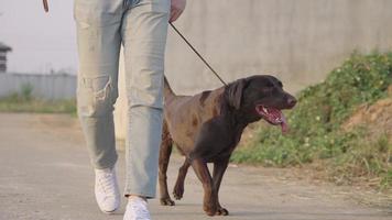 Low angle shot of an unrecognized person in faded blue jeans walks dog on the village street, hand holding leash to control his active planting black Labrador puppy, evening relaxing walking activity video