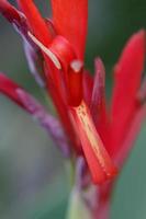 primer plano de lirio canna foto