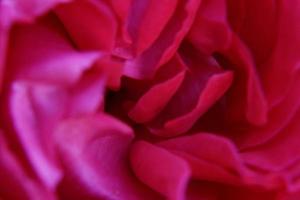 Pink Rose Closeup photo