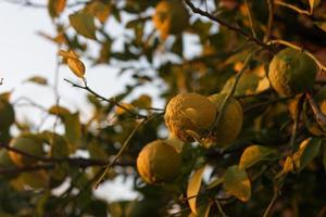 hora dorada del limonero foto