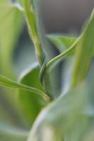 Soft Green Stems photo