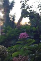 plantas de hortensia en hora dorada foto