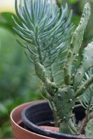 Prickly Pear Plant photo