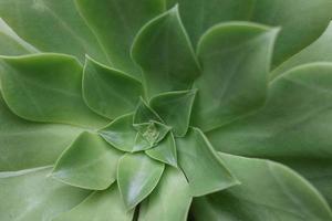 primer plano de echeveria verde foto