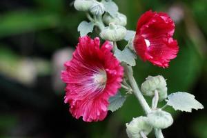 malvarrosa rosa oscuro foto