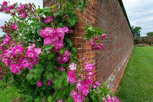 hermosas rosas rosas y blancas flores que crecen en el jardín en un día sombrío foto