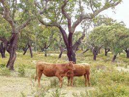 Beautiful shot of two cows in a garden full of trees photo