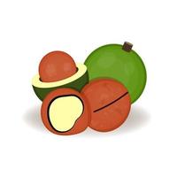 nueces de macadamia en estilo de dibujos animados, vector, nueces aisladas realistas para su producto, enteras frescas, frutas y nueces sobre un fondo blanco vector