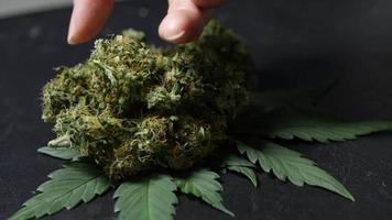 cannabisknoppen drogen en genezen, menselijke vinger een knop nemen van een stapel gedroogde medische kruiden, uitdroging om schimmelbesmetting te voorkomen, proces met lange houdbaarheid, drogen en genezen van marihuanaproces video