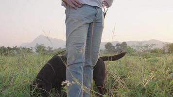 An energetic black Labrador puppy with a leash curiously smelling and sniffing through grass field in sunlight, enjoyable relax walking with owner, natural background, pet health care, dog behavior video