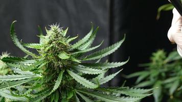 A white glove hand using smartphone taking photo of an alternative marijuana flower, using camera flash light, wireless mobile technology, online social media or ecommerce, environmentalist's studio video