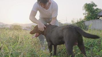 un homme asiatique joue avec son chien pendant la promenade de l'après-midi, se frotte sur la peau du labrador brun foncé, un chien fort, une activité relaxante à l'extérieur de la maison avec un animal de compagnie, un ami humain avec un animal, des soins pour animaux de compagnie et des liens video
