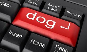 dog word on red keyboard button photo