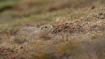 ardilla de tierra europea foto