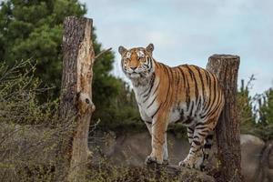 tigre siberiano en zoológico foto