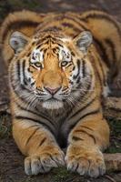 Siberian tiger in zoo photo