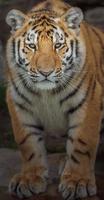 Siberian tiger in zoo photo