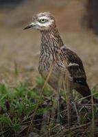 Eurasian Stone curlew