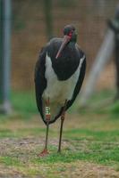 Black stork in zoo photo