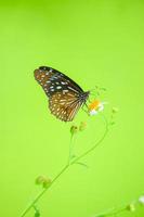 hermosas mariposas en la naturaleza están buscando néctar de flores en la región tailandesa de tailandia. foto