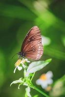 Beautiful butterflies in nature are searching for nectar from flowers in the Thai region of Thailand. photo