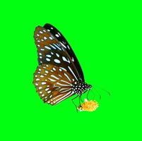 mariposa en Tailandia sobre un fondo de color con trazado de recorte foto