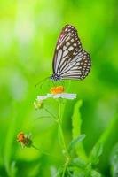 Beautiful butterflies in nature are searching for nectar from flowers in the Thai region of Thailand. photo