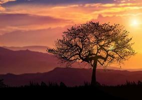 árboles en la naturaleza con hermosas puestas de sol. concepto de vista del atardecer foto