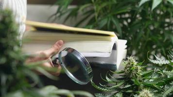 Young female researcher open up the book  looking for information, material in cannabis study thesis, alternative medication sources, THC CBD extract, holding magnifying glass, weed knowledge sources video