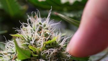Macro shot on young healthy cannabis plant in flowering stage, which is full of small trichomes crystal and high growth pistils, cultivation activity, a gardener hand touches on leaf, caring on plant video