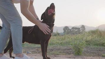 Close up male jeans leg stands rewarding his dog during obedience behavior training, wait command, petting puppy with responsibility, neiborhood street view summer natural grass field, recreation video