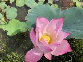 la flor de loto florece maravillosamente en el campo foto