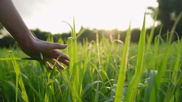 cierre una mano femenina tocando hojas verdes en un campo agrícola al aire libre durante la hora dorada o la puesta del sol, viviendo el concepto ecológico y de cuidado del medio ambiente, el día de la tierra, la naturaleza vegetal y la gente video