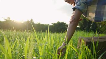 la mano dell'agricoltore che lavora nel campo in erba ispeziona il germe di grano del raccolto naturale, concetto di raccolta dell'agricoltura aziendale, la mano dell'agricoltore tocca il raccolto di grano verde, industria agricola video
