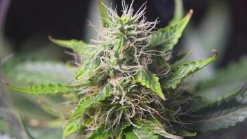 extreem close-up shot, kijken door een vergrootglas met details van cannabisbloemcomponenten, microbiologische ontluikende structuur inclusief stampers en trichroom, psychologische genezingsonderzoeken video