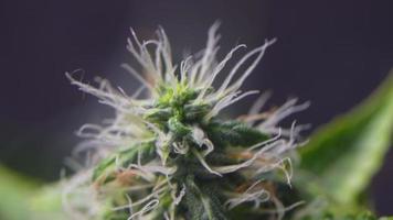 gros plan d'une insertion de loupe sur un beau bourgeon de marijuana, de plantes médicinales alternatives, de la recherche botanique futuriste, d'une activité de laboratoire, d'une macro prise d'une fleur de cannabis givrée video